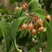 Psorospermum malifolium - Photo (c) feno, some rights reserved (CC BY-NC), uploaded by feno