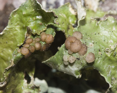 Tremella cetrariicola