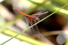 Trithemis pluvialis