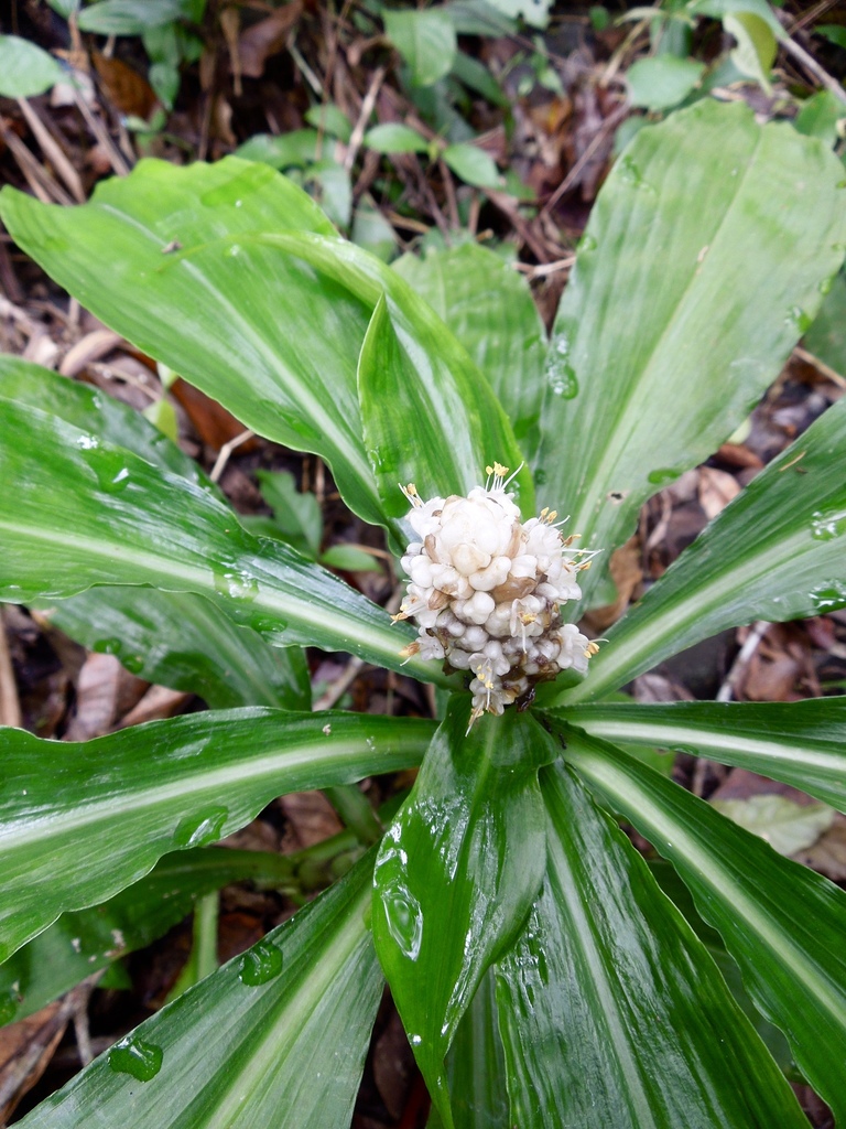 Pollia thyrsiflora