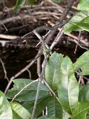 Dryocosmus floridensis