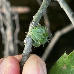 Dryocosmus floridensis
