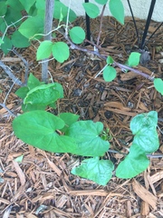 Ipomoea alba