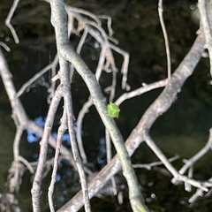 Dryocosmus floridensis