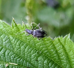 Latridiinae