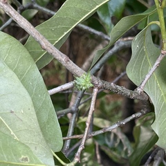 Dryocosmus floridensis
