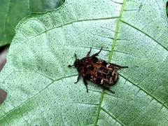 Protaetia fusca