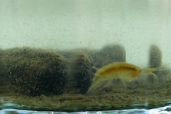 Gammarus pulex