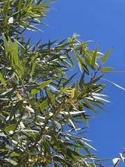 Corymbia aparrerinja