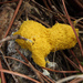 Dog Vomit Slime Mold - Photo (c) Compartodromo, some rights reserved (CC BY-ND)