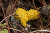Dog Vomit Slime Mold - Photo (c) Compartodromo, some rights reserved (CC BY-ND)