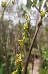 Dioscorea maciba image