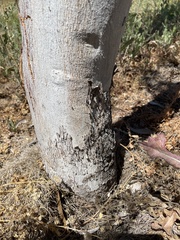 Corymbia aparrerinja