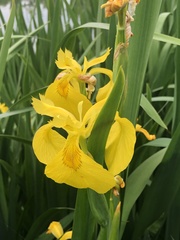 Iris pseudacorus