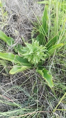 Eucomis autumnalis clavata
