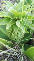 Eucomis autumnalis clavata