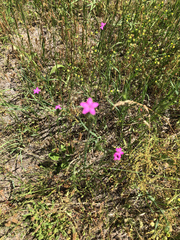 Dianthus armeria