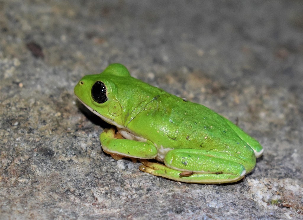 Mexican Giant Tree Frog on June 11, 2021 at 10:02 PM by Jovani León ...