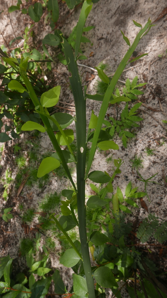 Phylloxylon perrieri