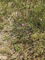 Dianthus armeria