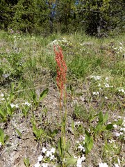 Rumex paucifolius