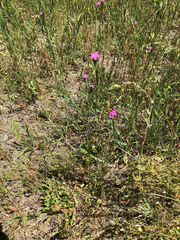 Dianthus armeria