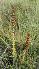 Crassula capitella nodulosa