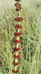 Crassula capitella nodulosa