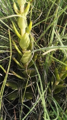 Crassula capitella nodulosa
