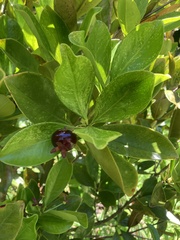 Eugenia brasiliensis