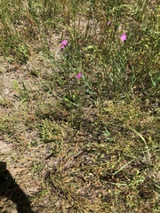Dianthus armeria