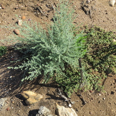 Aspalathus pedunculata