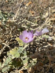Malacothamnus hallii