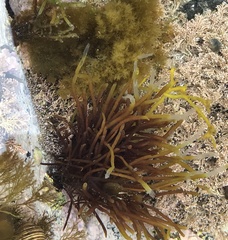 Ectocarpales