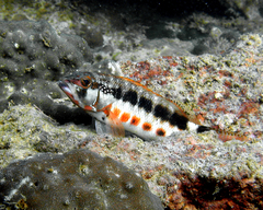 Serranus psittacinus