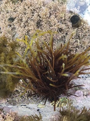 Ectocarpales