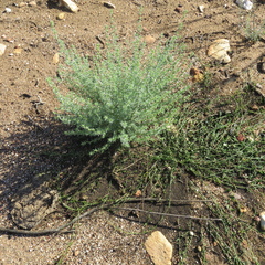 Aspalathus pedunculata