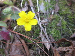 Potentilla canadensis