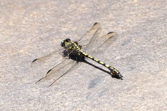 Paragomphus cognatus