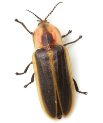 Pyractomena punctiventris