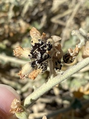 Malacothamnus hallii