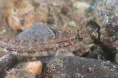 Gobius roulei
