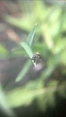 Hylaeus mesillae