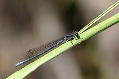 Pseudagrion furcigerum