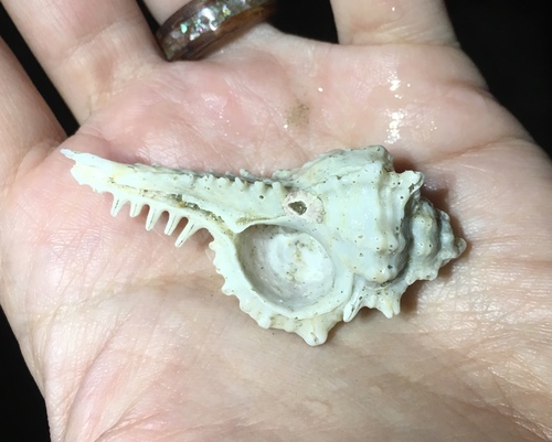 Murex recurvirostris recurvirostris, 2018-02-17