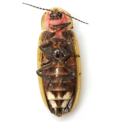 Pyractomena punctiventris