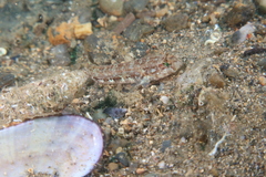 Gobius roulei