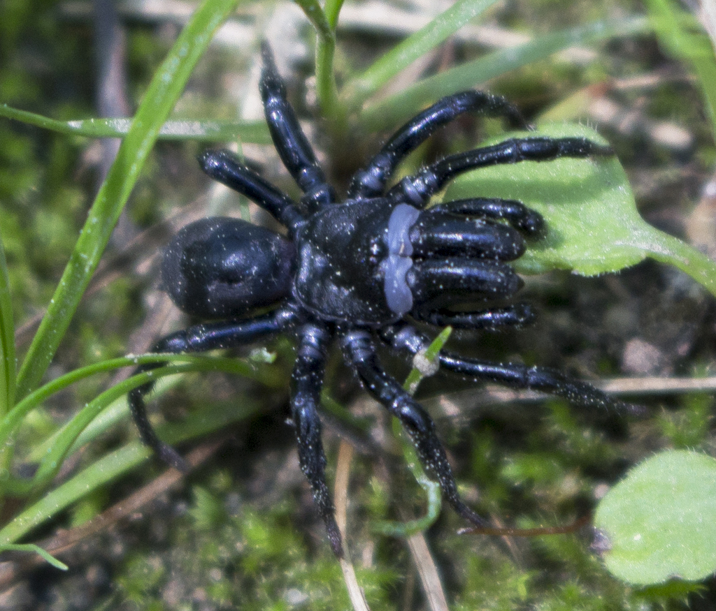 Black Purse-web Spider