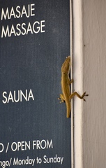 Anolis porcatus