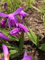 Bletilla